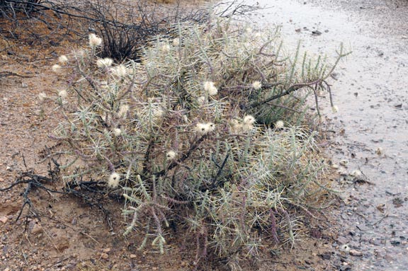  Cylindropuntia ramosissima